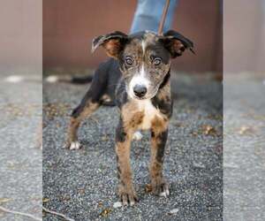 Australian Shepherd-Unknown Mix Dogs for adoption in Plymouth, MN, USA