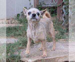 Mutt Dogs for adoption in Vail, AZ, USA