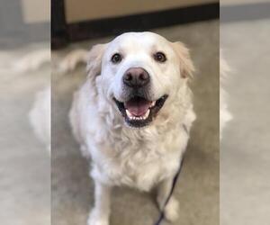 Golden Retriever Dogs for adoption in Jasper, IN, USA