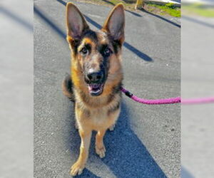 German Shepherd Dog Dogs for adoption in Salinas, CA, USA