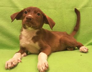 Border-Aussie Dogs for adoption in Modesto, CA, USA