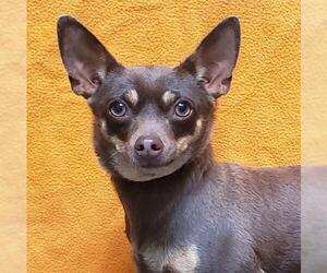 Chihuahua-Unknown Mix Dogs for adoption in Fairfield, CA, USA