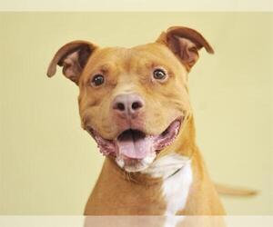 American Staffordshire Terrier-Unknown Mix Dogs for adoption in Tavares, FL, USA