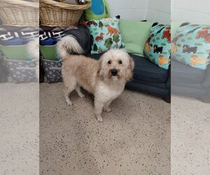 Goldendoodle (Miniature) Dogs for adoption in York, SC, USA