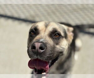 German Shepherd Dog-Unknown Mix Dogs for adoption in Tulsa, OK, USA