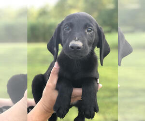 Golden Labrador Dogs for adoption in Morton Grove, IL, USA