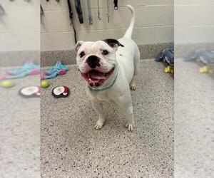 American Bulldog-Unknown Mix Dogs for adoption in Brighton, CO, USA