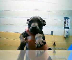 Mutt Dogs for adoption in Tulsa, OK, USA