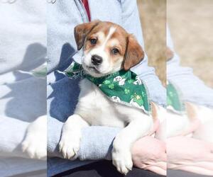 Saint Bernard-Unknown Mix Dogs for adoption in Hockessin, DE, USA