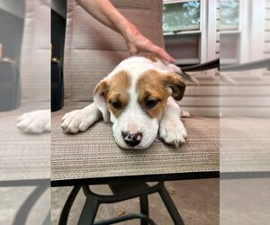 Boxador Dogs for adoption in Herndon, VA, USA
