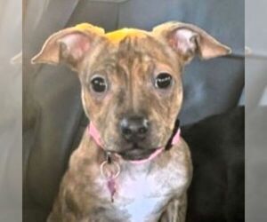 Mutt Dogs for adoption in Fargo, ND, USA