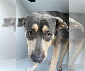 American Pit Bull Terrier-Unknown Mix Dogs for adoption in Houston, TX, USA