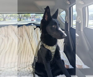 German Shepherd Dog Dogs for adoption in Plantation, FL, USA