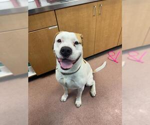 American Bulldog-Unknown Mix Dogs for adoption in Ogden, UT, USA