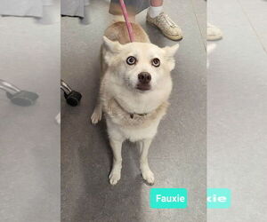 Huskies -Pomeranian Mix Dogs for adoption in Richmond, IN, USA