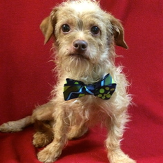 Norfolk Terrier-Unknown Mix Dogs for adoption in Barre, MA, USA