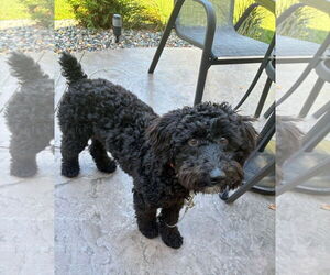 Mutt Dogs for adoption in St. Louis Park, MN, USA