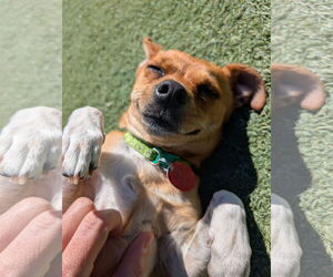 Mutt Dogs for adoption in Tempe , AZ, USA