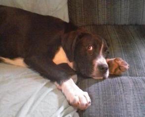 Labrador Retriever Dogs for adoption in Danbury, CT, USA