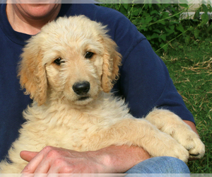 Goldendoodle Dogs for adoption in Eureka Springs, AR, USA