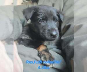 German Shepherd Dog-Rhodesian Ridgeback Mix Dogs for adoption in Aurora, IN, USA