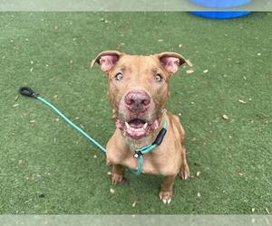 American Pit Bull Terrier Dogs for adoption in Orlando, FL, USA