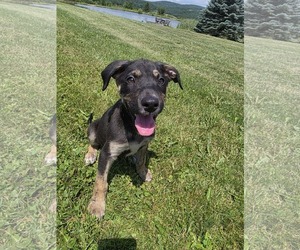 Shepradors Dogs for adoption in SHERBURNE, NY, USA