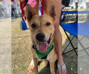 Thai Ridgeback-Unknown Mix Dogs for adoption in Tampa, FL, USA