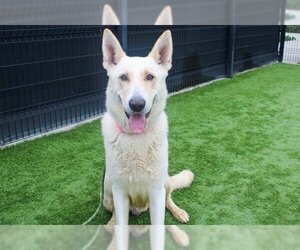 German Shepherd Dog-Unknown Mix Dogs for adoption in Orange, CA, USA