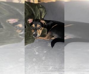 Black Mouth Cur Dogs for adoption in San Antonio, TX, USA