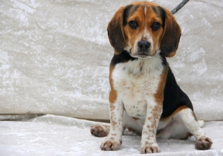 Beagle Dogs for adoption in Mount Carmel, IL, USA