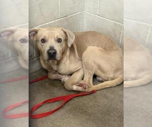 American Pit Bull Terrier Dogs for adoption in San Bernardino, CA, USA