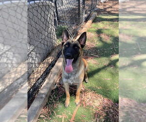German Shepherd Dog-Unknown Mix Dogs for adoption in Imlay City, MI, USA