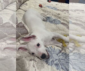 American Pit Bull Terrier-Unknown Mix Dogs for adoption in Marine City, MI, USA