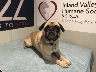 Pug Dogs for adoption in pomona, CA, USA
