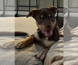 Australian Kelpie-Unknown Mix Dogs for adoption in Visalia, CA, USA