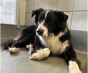 Border Collie-Unknown Mix Dogs for adoption in San Antonio, TX, USA