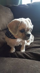 Shih Tzu Dogs for adoption in Lorain, OH, USA