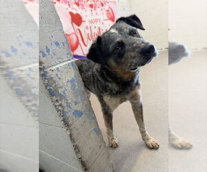 Mutt Dogs for adoption in San Bernardino, CA, USA