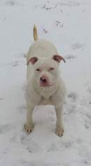 American Pit Bull Terrier-Unknown Mix Dogs for adoption in Gerrardstown, WV, USA