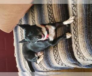 Pembroke Welsh Corgi-Unknown Mix Dogs for adoption in Tonopah, AZ, USA