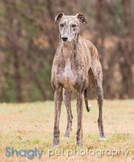 Small Greyhound