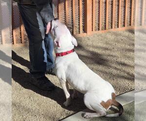 Mutt Dogs for adoption in Las Vegas, NV, USA