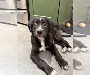 Border Collie-Spaniel Mix Dogs for adoption in Dana Point, CA, USA