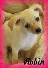 Medium Photo #1 Chihuahua-Unknown Mix Puppy For Sale in Anaheim Hills, CA, USA