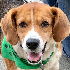 Medium Photo #1 Beagle Puppy For Sale in Fairfax, VA, USA