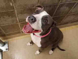 American Pit Bull Terrier Dogs for adoption in Fort Collins, CO, USA