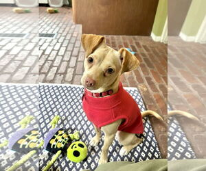 Chihuahua-Unknown Mix Dogs for adoption in Aurora, CO, USA