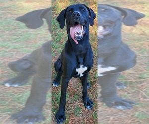 Great Dane Dogs for adoption in Little Rock, AR, USA