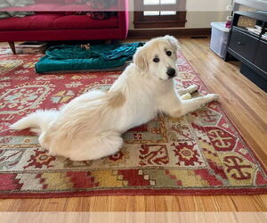 Great Pyrenees Dogs for adoption in Minneapolis, MN, USA